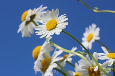 daisies-388946_640