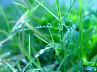 water-droplets-on-grass_w725_h544