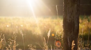 field-summer-sun-meadow-large