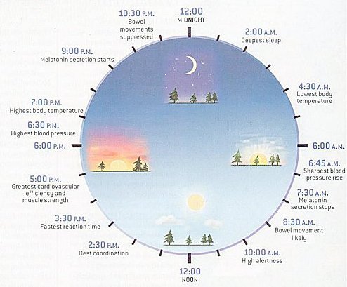 circadian_clock.jpg